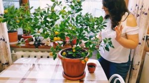 Каламондин или цитрофортунелла - домашний мандарин: особенности ухода зимой