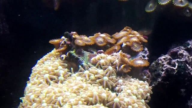 последствия урагана, aquarium, спустя 20 min смотреть онлайн
