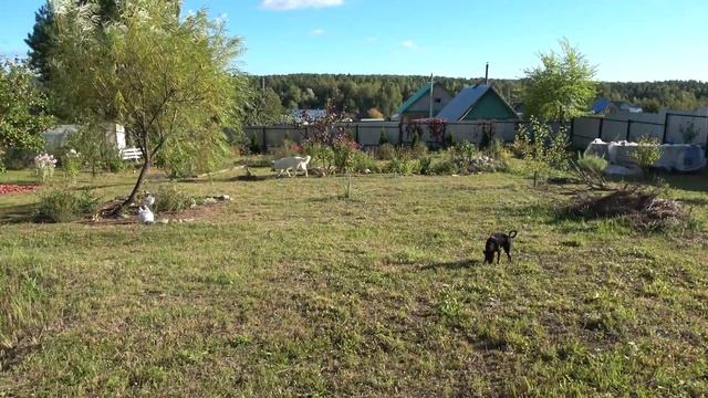 Хороший урожай перца, яблок и слив в начале сентября смотреть онлайн