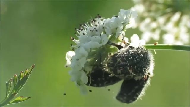 Oenanthe crocata смотреть онлайн