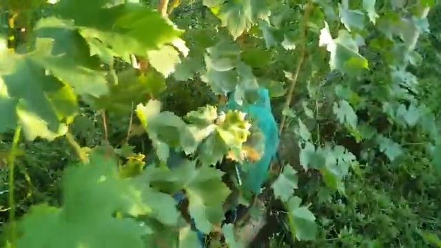 Сорт «Мальчик-с-пальчик» смотреть онлайн