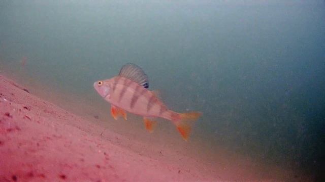 Рыбалка в Савельево 2 смотреть онлайн