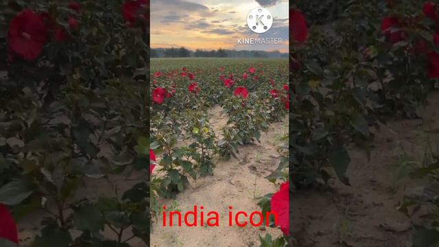 Hibiscus flawor 🌺 🌺 🌺 🌺 🌺 @india_icon смотреть онлайн