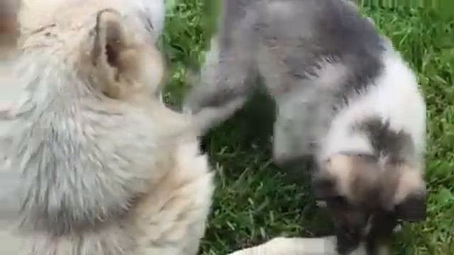 Щенки западно-сибирских лаек продажа. смотреть онлайн