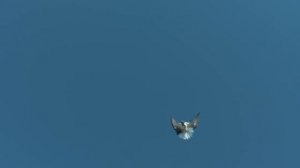 Голуби Геническа Пахома и Гены Малаха 25.11.17г.