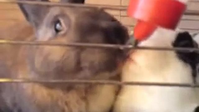 Зайцы целуются смотреть онлайн