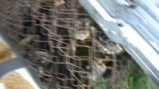 Расклёв  у  цыплят  -  как  я  с  ним  борюсь .