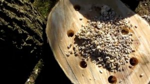 Выращивание грибов вешенки на пеньках из зернового мицелия.