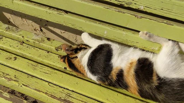 Смешная кошка на скамейке играла и лапы застряли 😹 Забавные животные 🐆 Funny calico cat 😸 Cute meme смотреть онлайн