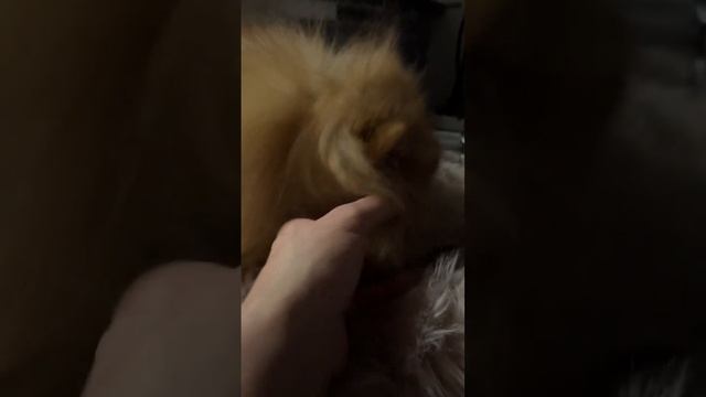 Декоративная собачка смотреть онлайн