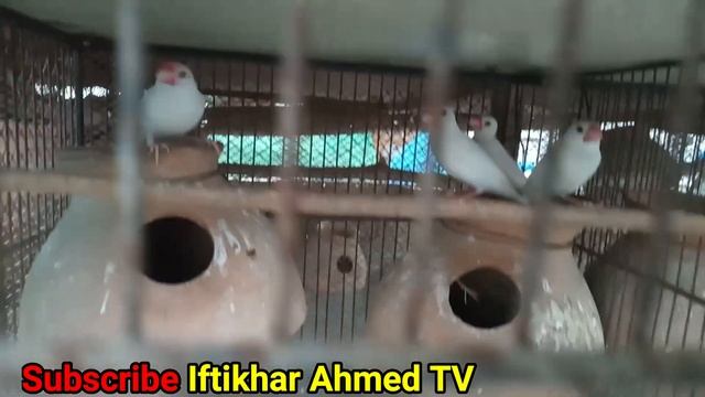 My Java Sparrows Not Breeding Yet and Fischer Breeding Start смотреть онлайн