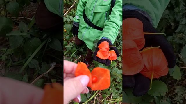 физалис смотреть онлайн