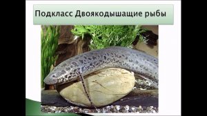 Класс Костные рыбы. Урок биологии.