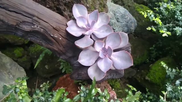 Echeveria Purple Pearl смотреть онлайн