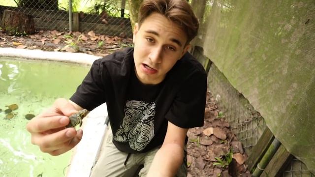 RESCUED ! BABY TURTLE FOUND SWALLOWED BY CROCODILE ! WILL WE SAVE HIM ?! смотреть онлайн