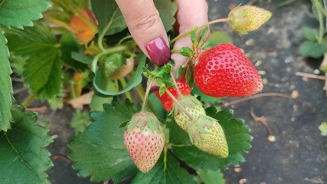 Клубника #Моллинг столетия - сладкий сорт короткого светового дня из Англии (в видео- оговорка) смотреть онлайн