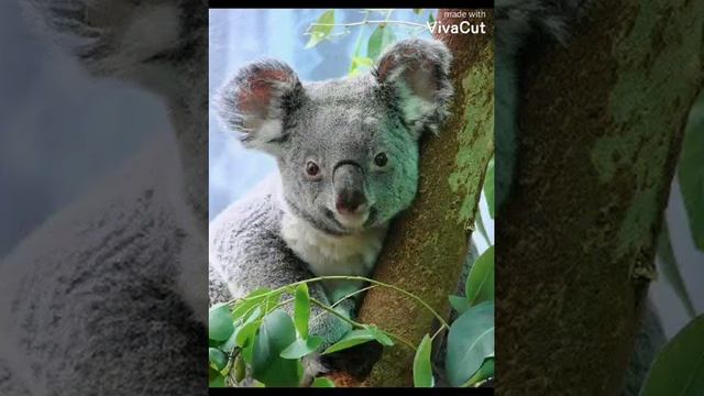 15 мая день исчезающих видов животных. смотреть онлайн
