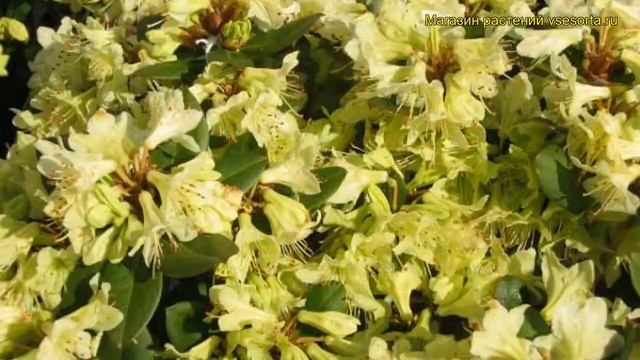 Рододендрон гибридный Шемрок. Краткий обзор, описание характеристик rhododendron Shamrock смотреть онлайн