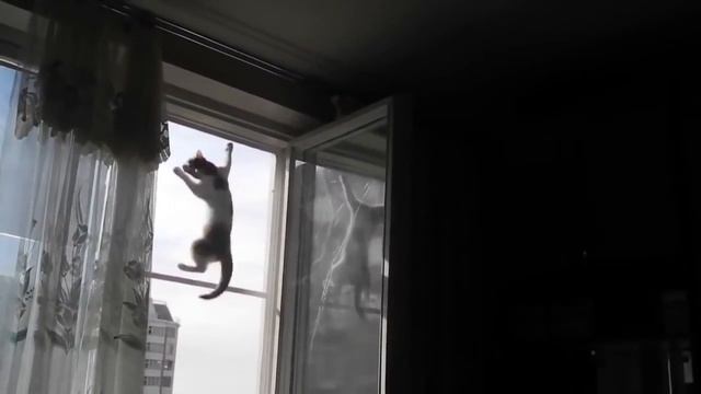 Москитная сетка Антикошка Pet Screen смотреть онлайн