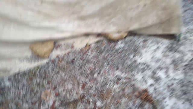 Черенки Роз  зимуют без укрытия и снега.