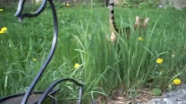Бенгальский кот пришел в огород - http://www.bengal.spb.ru/ смотреть онлайн