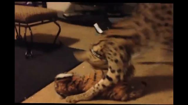 Самая дорогая МЯУ в мире 2015 смотреть онлайн