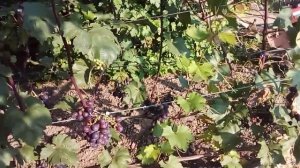 Виноград -- Энергодар на 1.08.2021г.