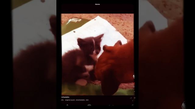 Happy life to the dog and the cat? смотреть онлайн