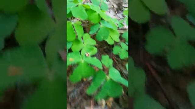 Лесной дозор.тропа бурозубки?????? смотреть онлайн