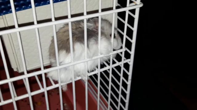Как хомячок Клайд забавно грызёт семечки [How adorable hamster Clyde gnaws at sunflower seeds] смотреть онлайн