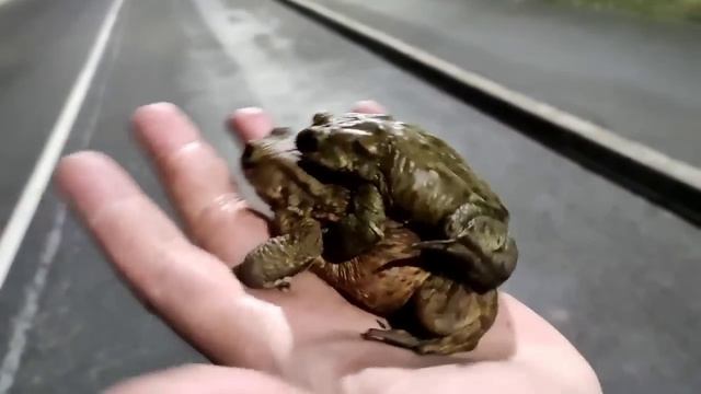 Спасение Жаб и Ящериц. смотреть онлайн