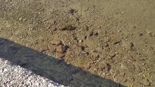 #морскиеогурцы #трипанги Приливы-отливы Море в движении и город #Crikvenica смотреть онлайн