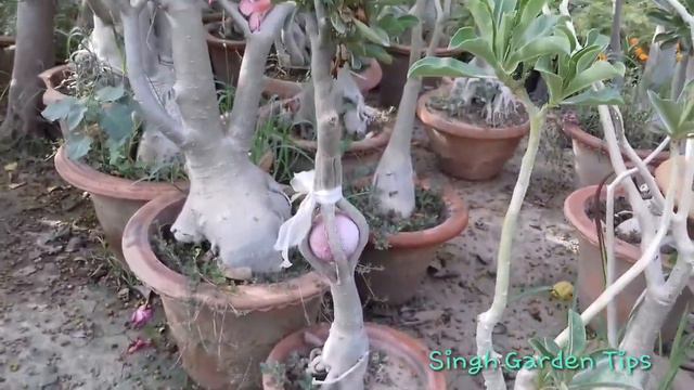 Biggest Adenium Nursery in Kanpur City, U.P.|| Part -1 смотреть онлайн