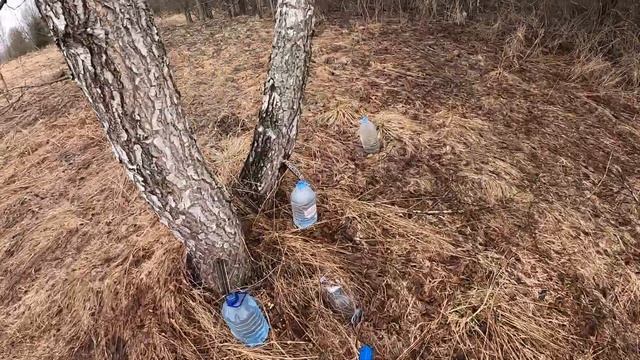 берёзовый сок