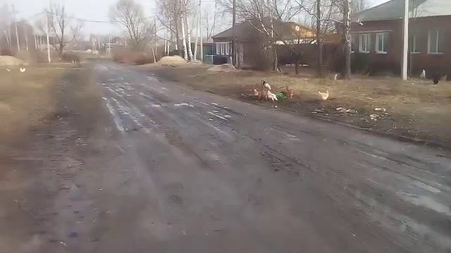 Суражские дороги.ул ПЛЕХАНОВА смотреть онлайн
