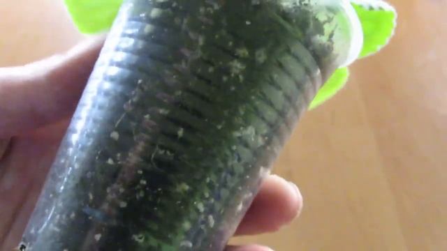 Почему пропадают листья на фиалке С ОДНОЙ СТОРОНЫ розетки смотреть онлайн