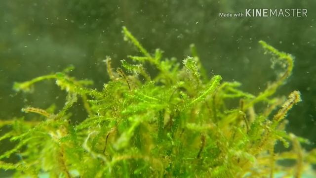 Борьба с водорослями на яванского мхе при помощи гаммаруса /Algae control with gammarus смотреть онлайн