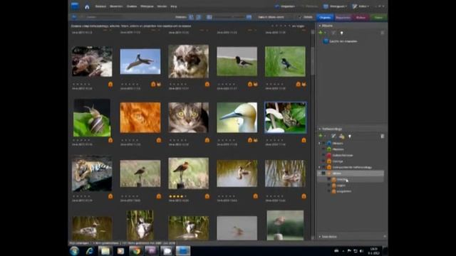 foto's beheren met PhotoShop Elements 7 смотреть онлайн