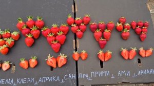 Обзор КСД сортов.Клери.Априка.Сандра.Прими.Ами.Арианна.Фенелла.