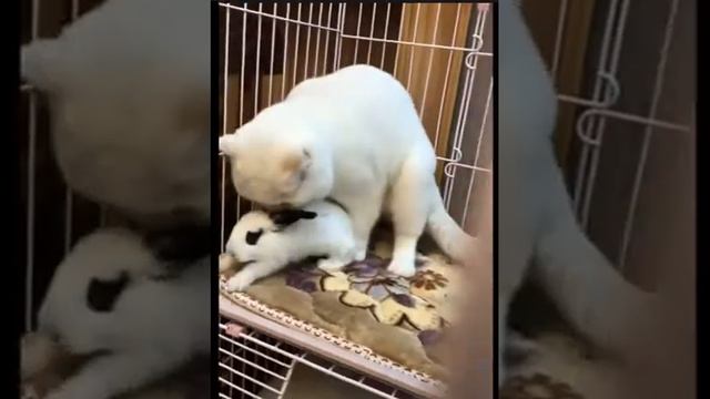милый ребенок кошек и собак сборник милый момент животных |Забавные животные, милые щенки #3 смотреть онлайн