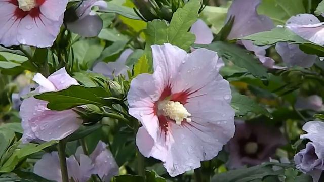 Hibiscus syriacus 'Mathilde' смотреть онлайн