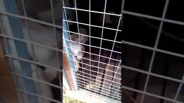 Самое милое животное в мире! смотреть онлайн