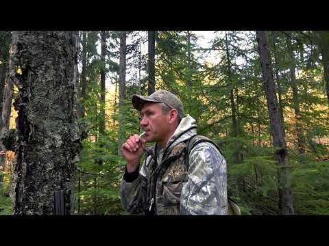 Манки на рябчика "Чемпион" \ Охота на рябчика с Putnik 86 смотреть онлайн