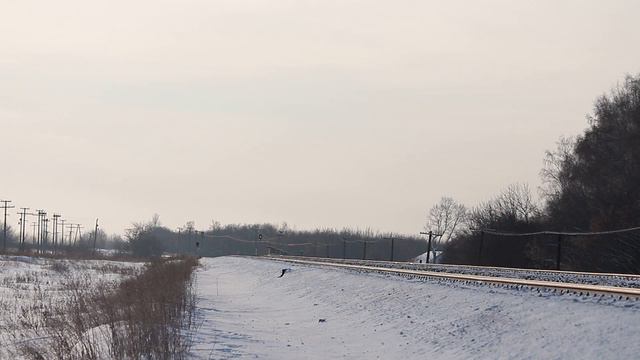 2ТЭ10М-0714 с контейнерным поездом смотреть онлайн