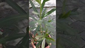 Олеандр, уход за олеандром после зимы, олеандр и обрезка