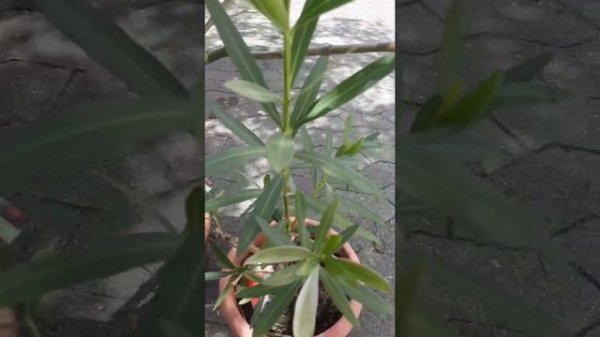 Олеандр, уход за олеандром после зимы, олеандр и обрезка