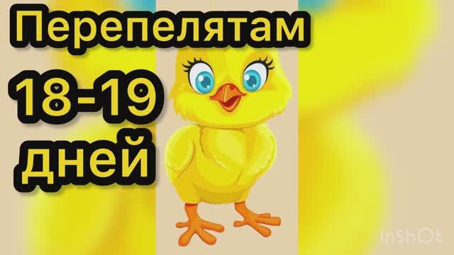 Перепелятам 18-19 дней. Мои Фараоны смотреть онлайн