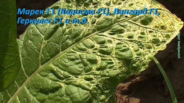 Опасные заболевания перца. Лечение перцев. Источник заражения. Профилактика болезней перца. Коротко