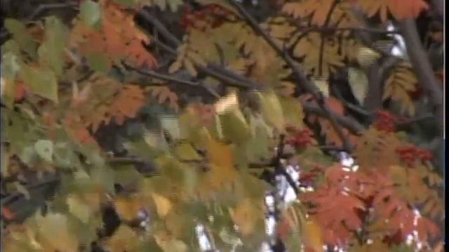 В Северном Казахстане установилась осенняя погода смотреть онлайн