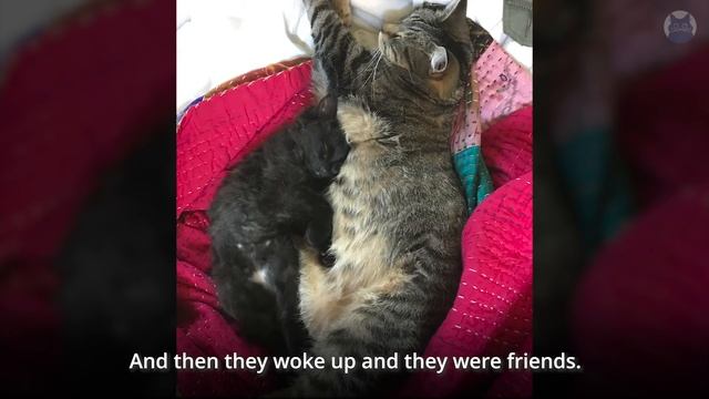 OwlKitty: The Adoption Story смотреть онлайн